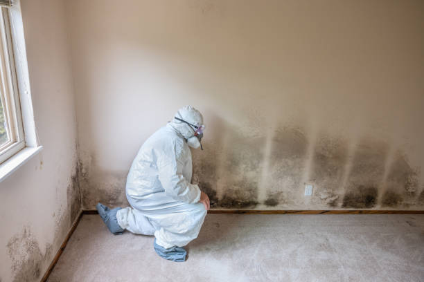 Best Mold Damage Repair  in Fair Oaks, GA