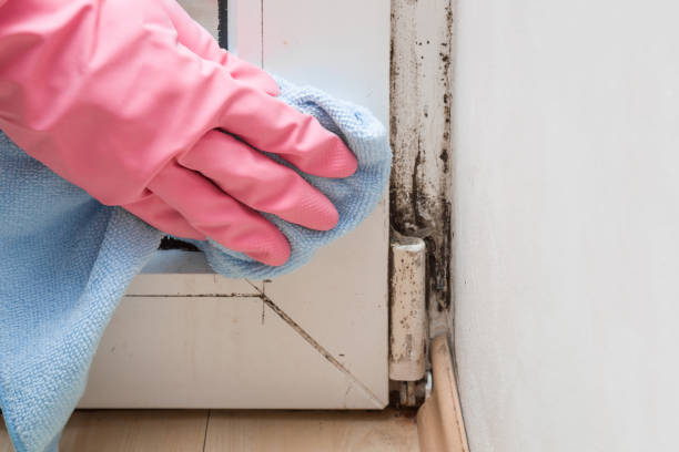 Best Office Mold Removal Services  in Fair Oaks, GA